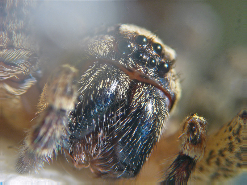 Zoropsis sp.